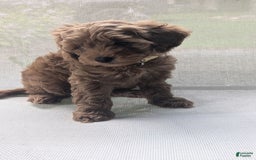 Cockapoo dogs for sale: Bailey - Image 3