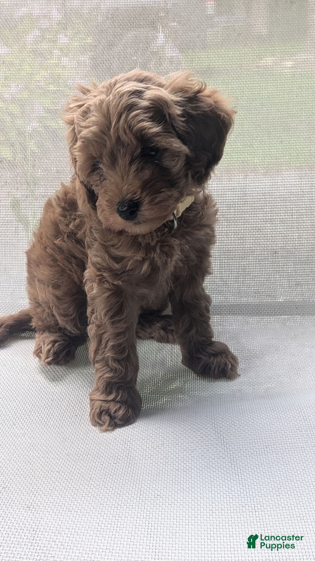 Cockapoo dogs for sale: Bailey - Image 3