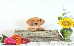 Miniature Dachshund dogs for sale: Mack - Image 5