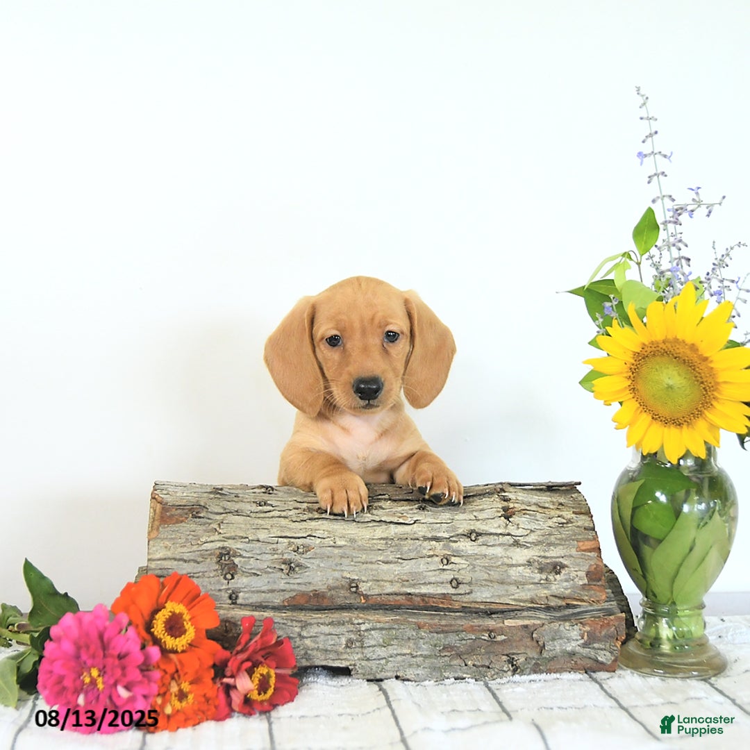 Miniature Dachshund dogs for sale: Mack - Image 5
