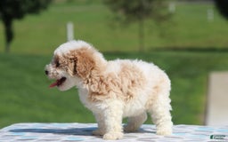Maltipoo dogs for sale: Charlier - Image 6