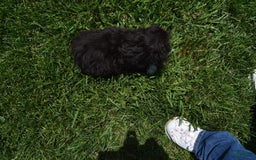 Havapoo dogs for sale: Abbie - Image 8