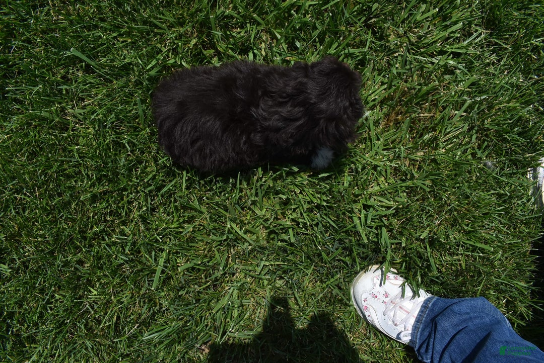Havapoo dogs for sale: Abbie - Image 8