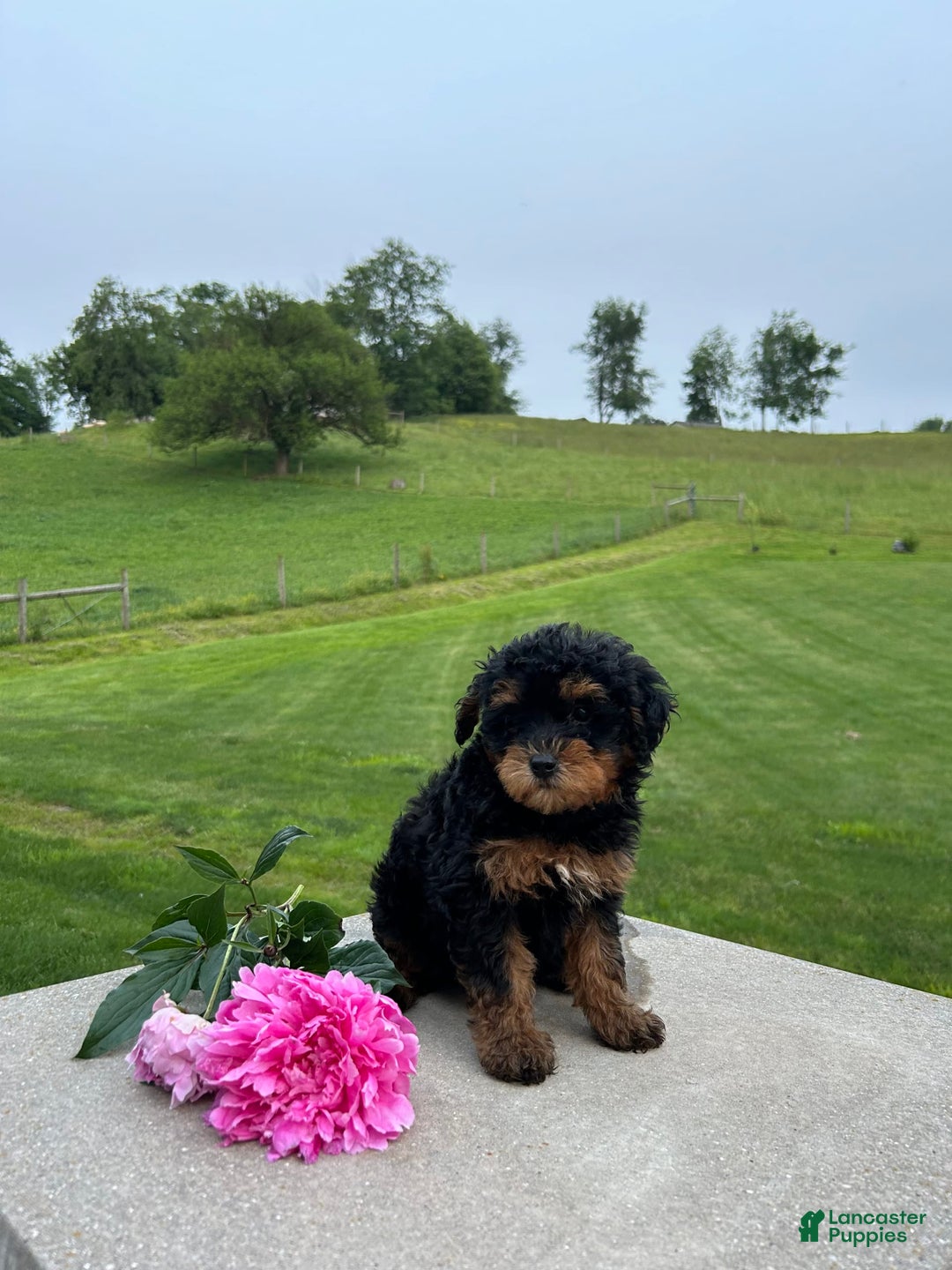 Mini Aussiedoodle dogs for sale: Mini Aussiedoodle 6 puppies - Image 2