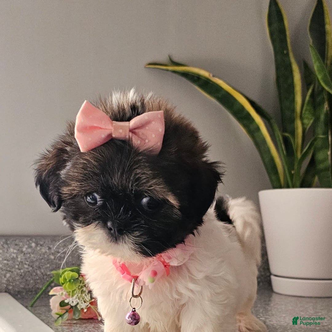Shih Tzu dogs for sale: Tiny Tiff ❤️ - Image 26