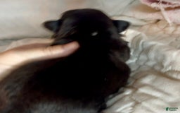 Shih Tzu dogs for sale: Beauty-mini - Image 5
