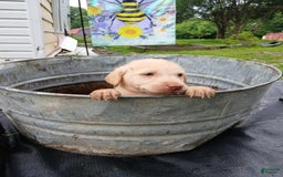 Labrador Retriever dogs for sale: Labrador Retriever 8 puppies - Image 6