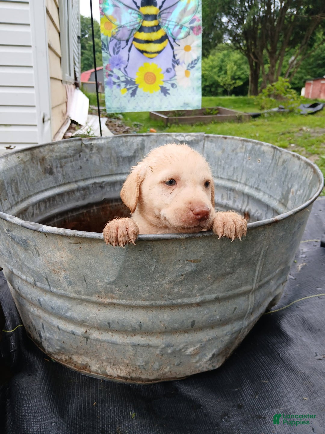 Labrador Retriever dogs for sale: Labrador Retriever 8 puppies - Image 6