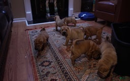 Shar Pei dogs for sale: Rolo - Image 6