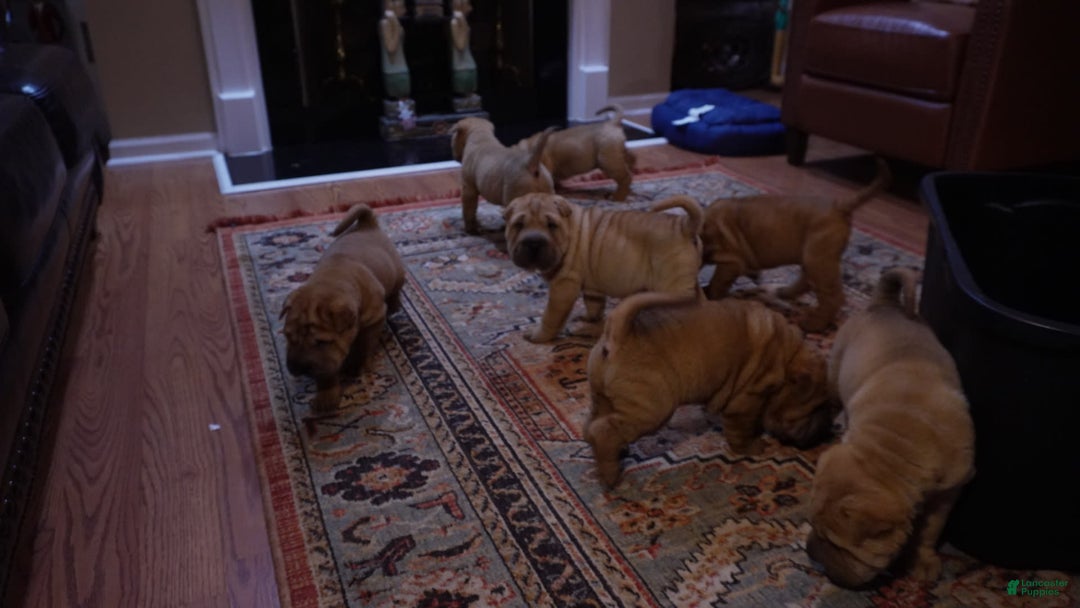 Shar Pei dogs for sale: Rolo - Image 6