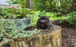 Pomeranian dogs for sale: Pebbles - Image 1