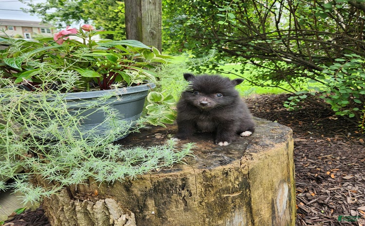 Pomeranian dogs for sale - Ad 1