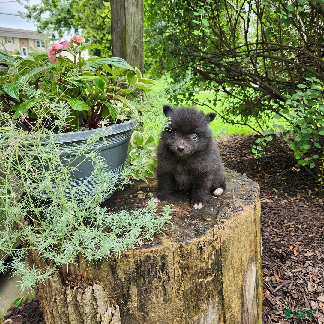 Pomeranian dogs for sale: Pebbles - Image 1