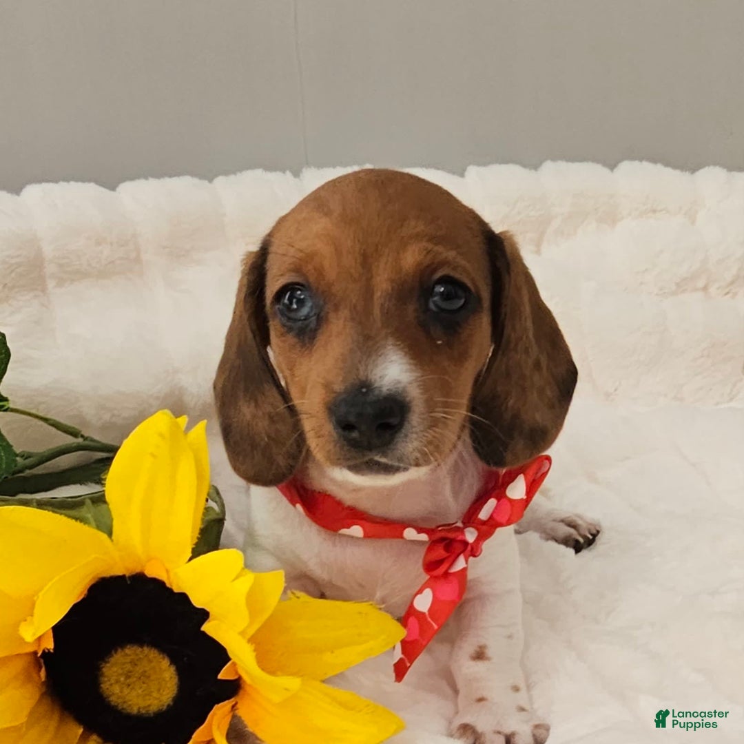 Dachshund dogs for sale: Millie Mae - Image 11