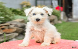Miniature Schnauzer dogs for sale: Rivers - Image 1