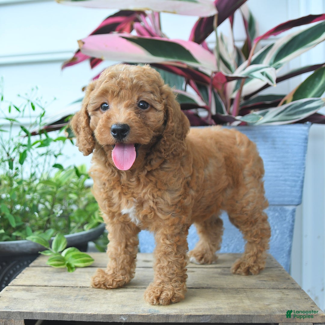 Mini Goldendoodle dogs for sale: Victoria - Image 2