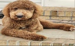 Goldendoodle dogs for sale: Sophia - Image 7