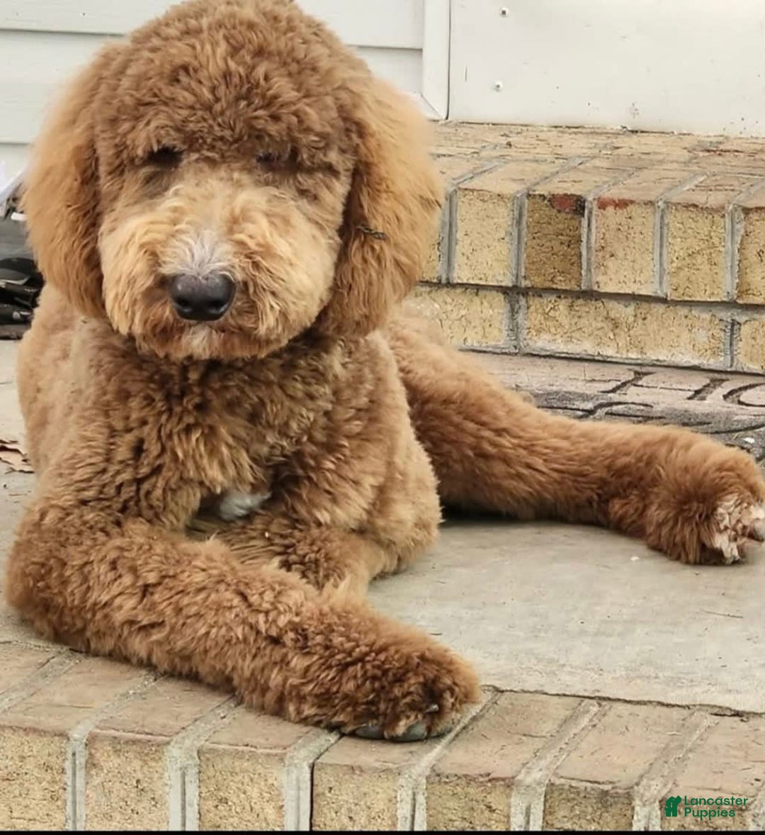 Goldendoodle dogs for sale: Sophia - Image 7