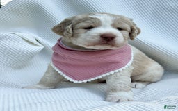 Labradoodle dogs for sale: Honey - Image 9
