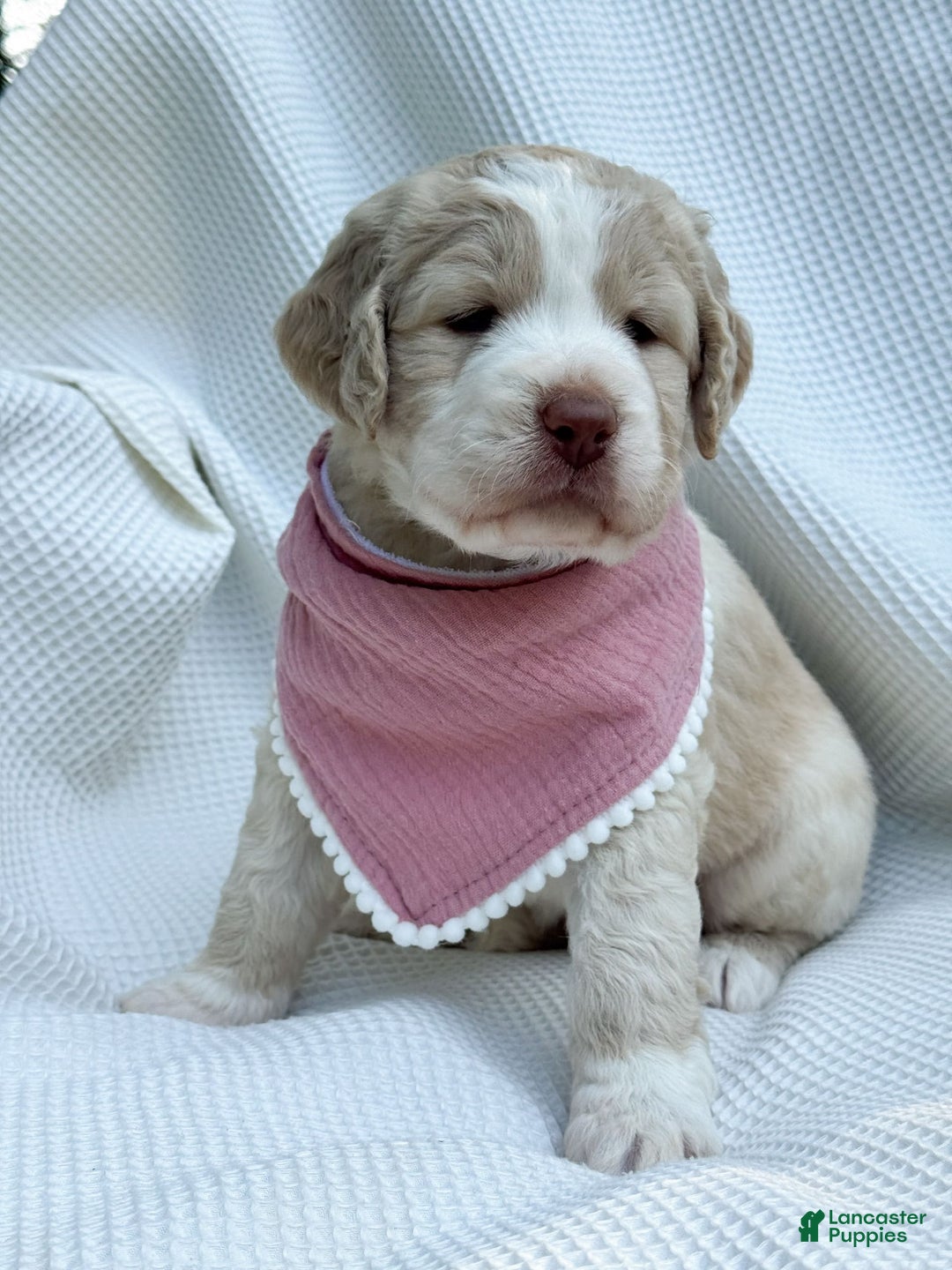 Labradoodle dogs for sale: Honey - Image 9