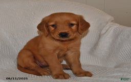 Golden Retriever dogs for sale: Golden Retriever 11 puppies - Image 30