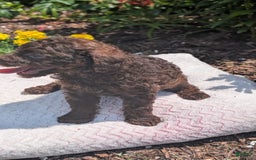 Toy Poodle dogs for sale: Buffy - Image 2