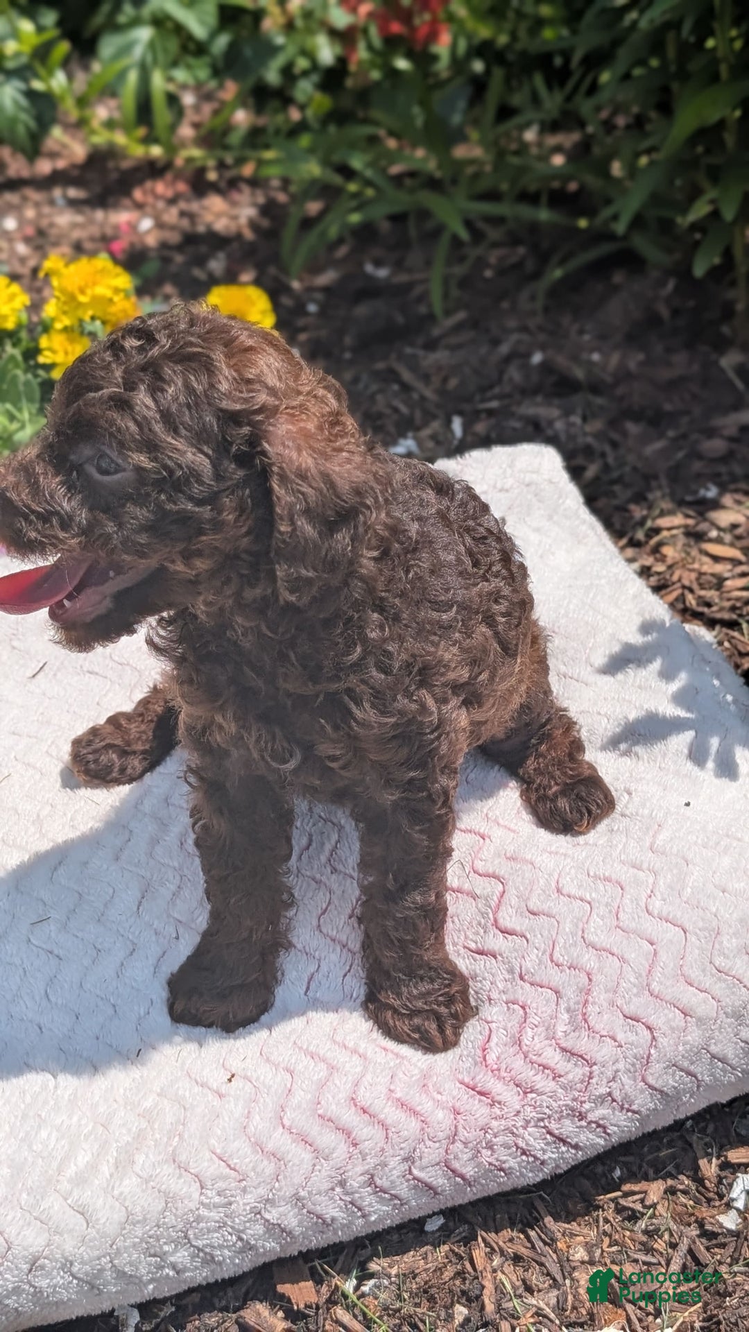 Toy Poodle dogs for sale: Buffy - Image 2
