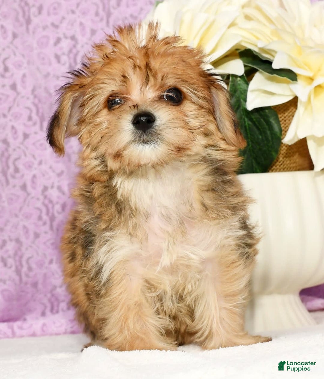 Yochon dogs for sale: Mia - Image 7