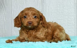 Cavapoo dogs for sale: Bruno - Image 6
