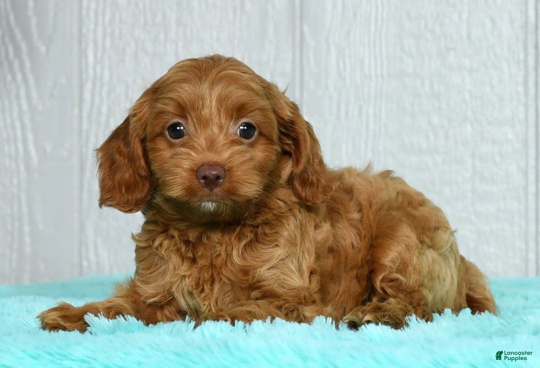 Cavapoo dogs for sale: Bruno - Image 6