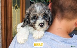 Cavapoo dogs for sale: Bert - Image 11