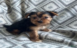 Yorkshire Terrier dogs for sale: Stevie - Image 6