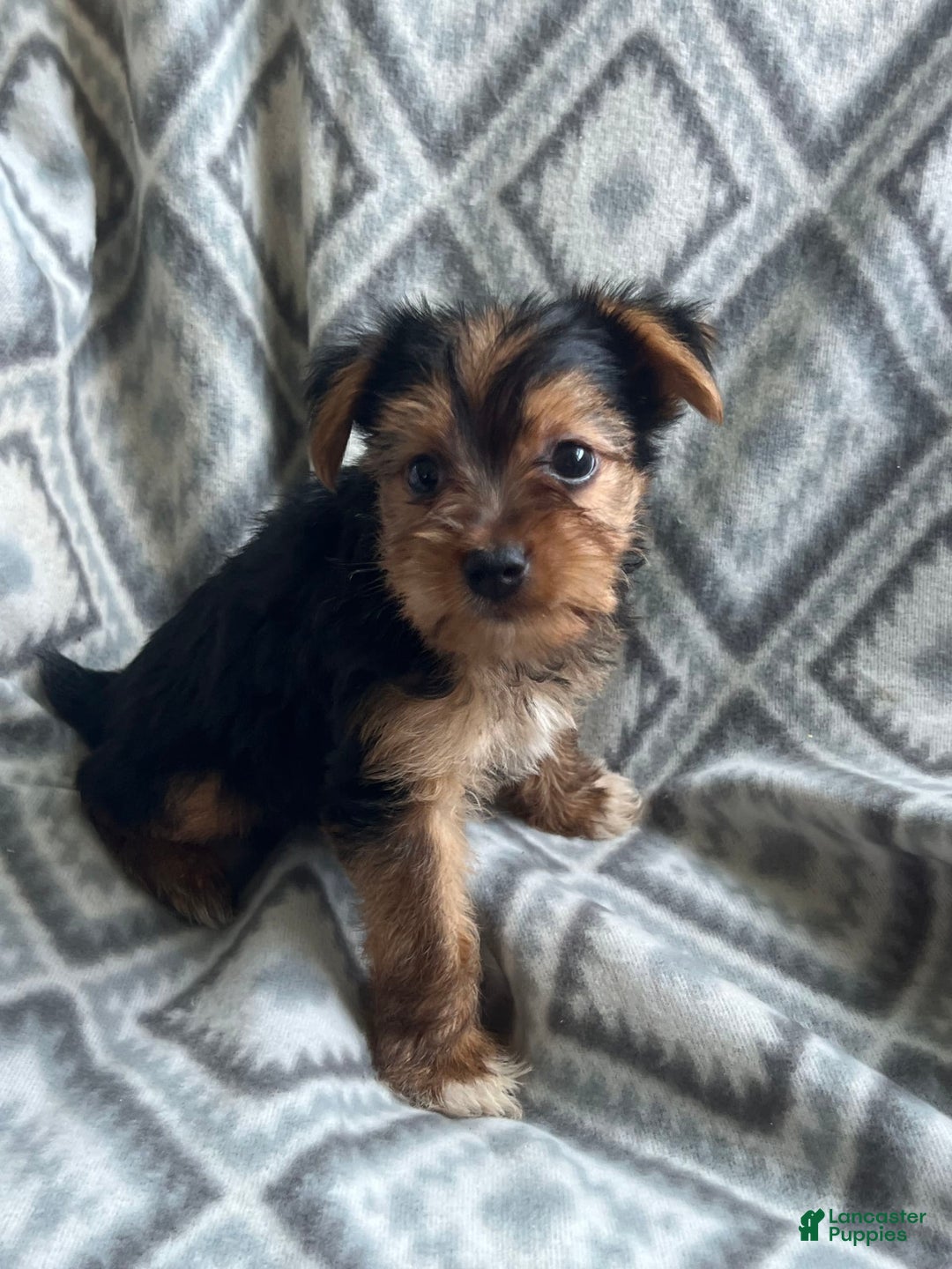 Yorkshire Terrier dogs for sale: Stevie - Image 6