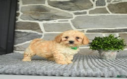 Bichpoo dogs for sale: Vince - Image 4