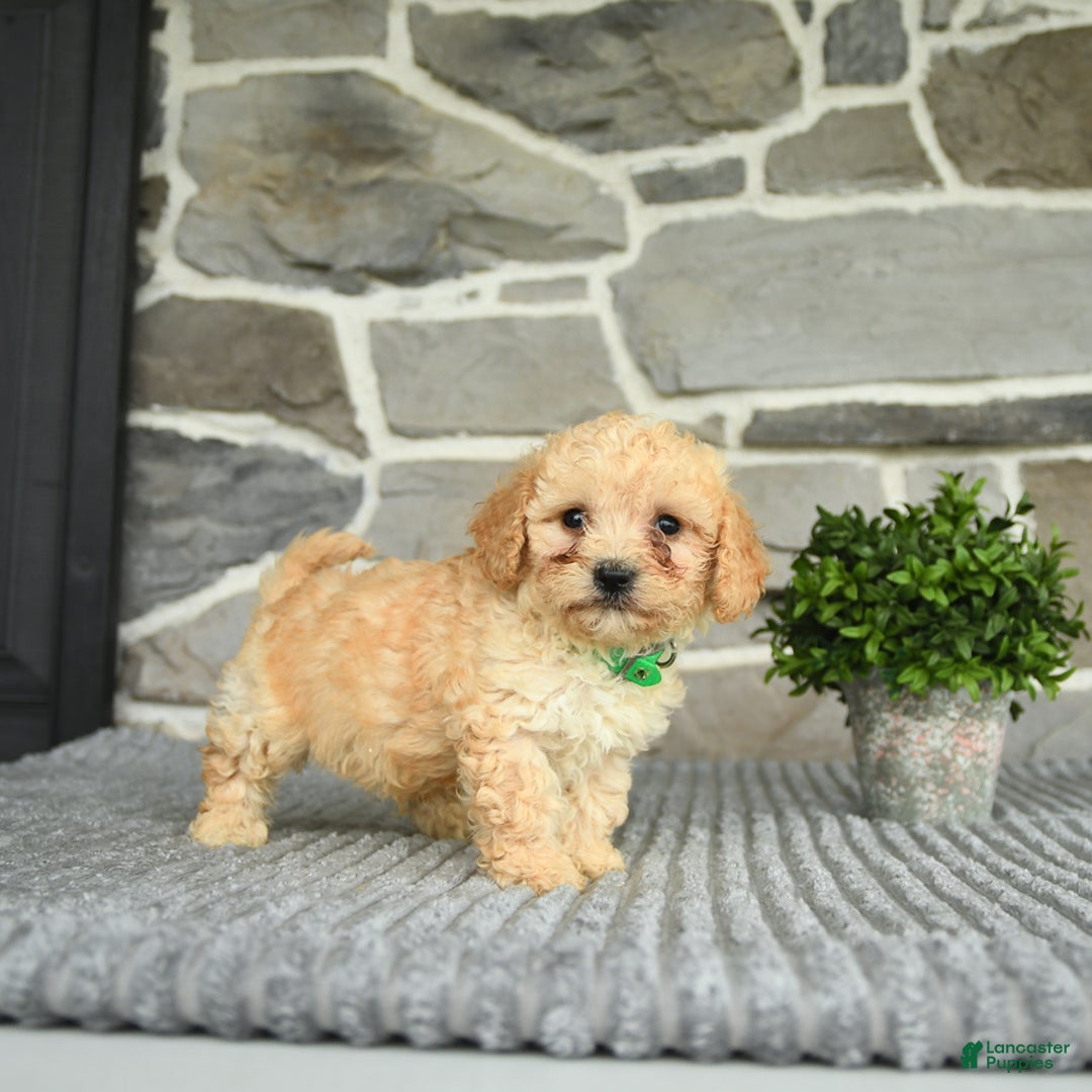 Bichpoo dogs for sale: Vince - Image 4