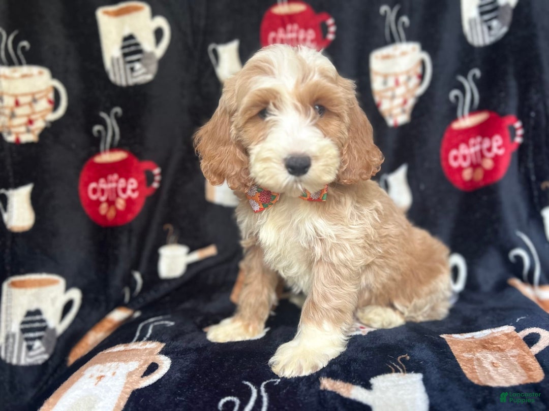 Cockapoo dogs for sale: Kilo - Image 1