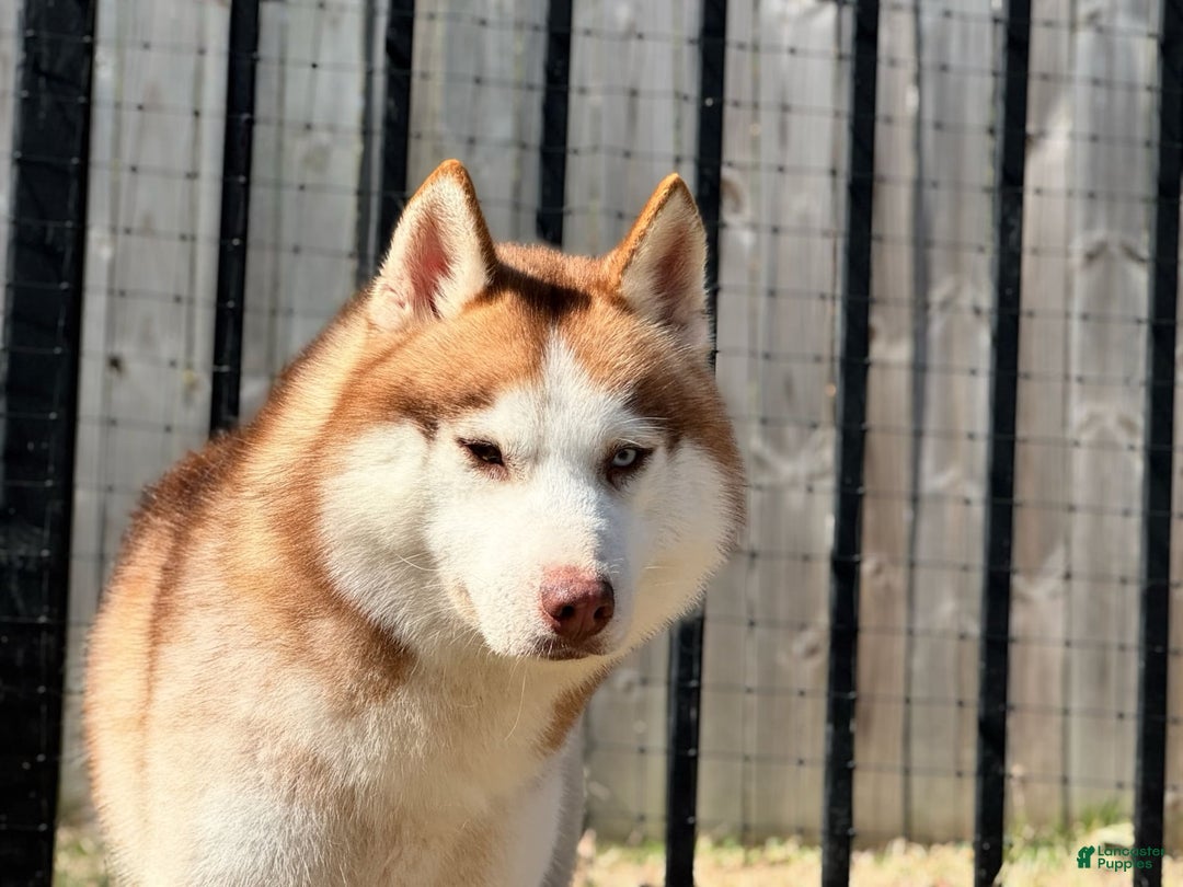 Siberian Husky dogs for sale: Viktor - Image 1
