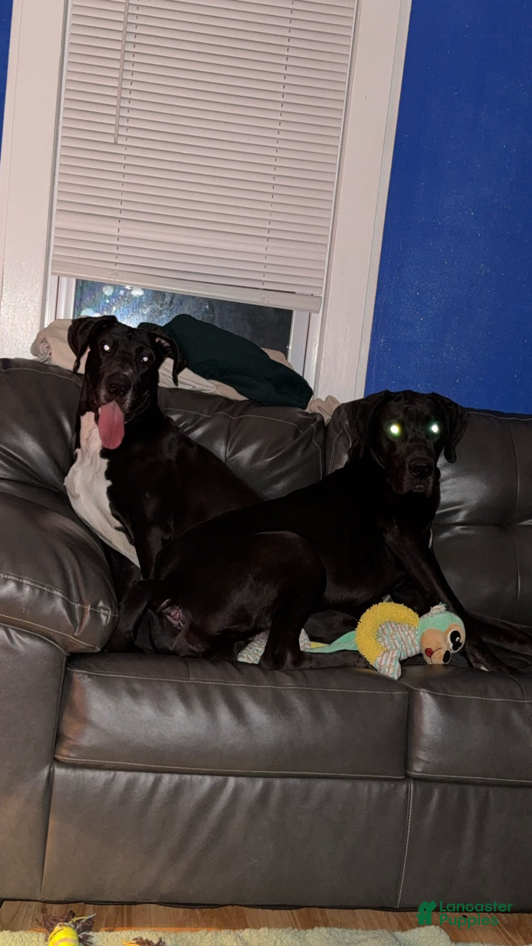 Great Dane dogs for sale: Eclipse - Image 2