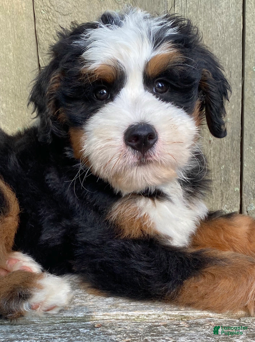 Mini Bernedoodle dogs for sale: 💚 Boston Ma 💚 Mini Bernedoodle - Image 3