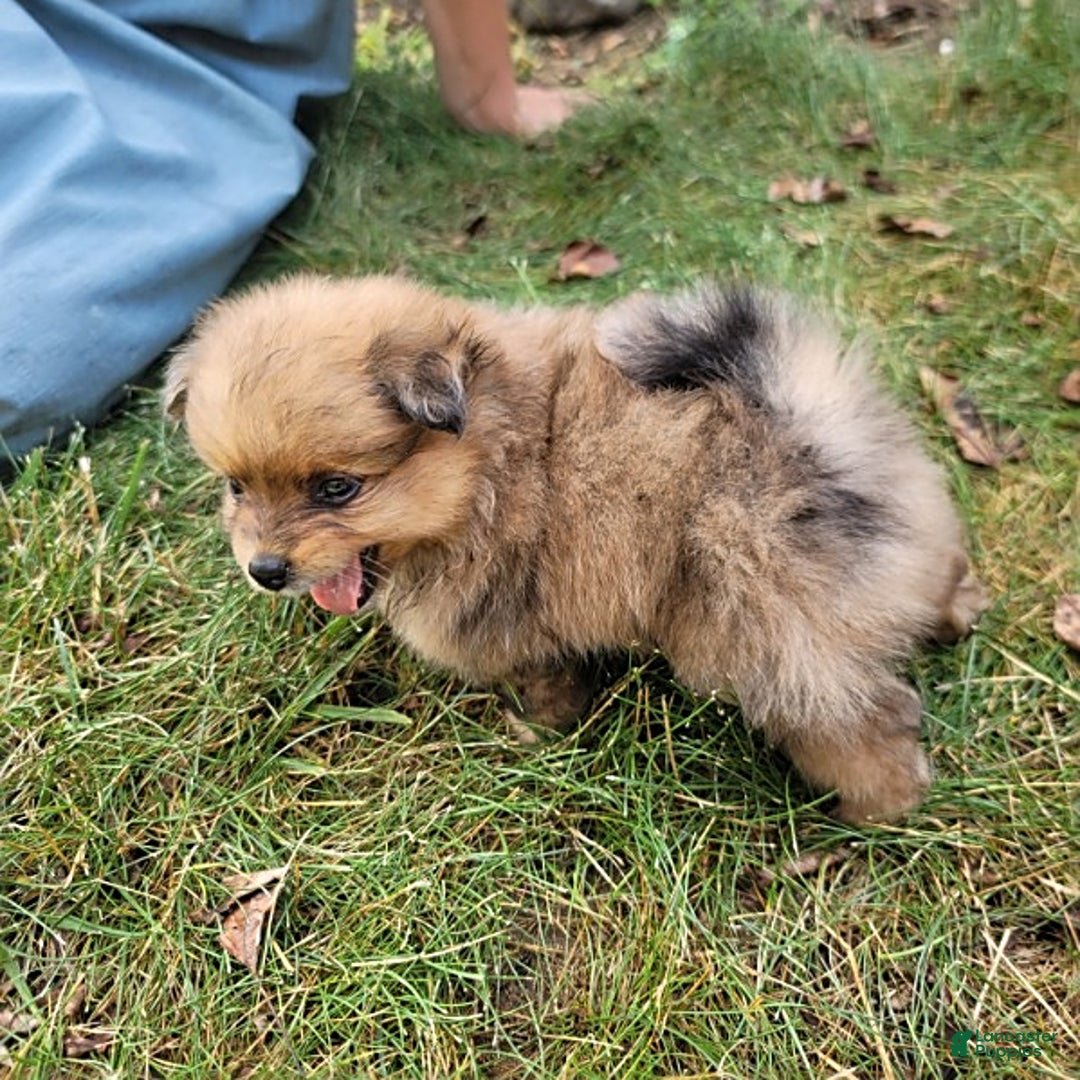 Pomeranian dogs for sale: Cody - Image 3