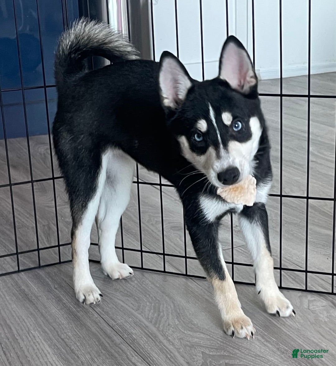 Alaskan Klee Kai dogs for sale: Naymeria - Image 3