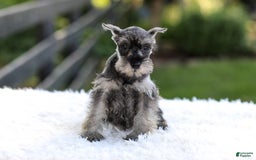 Miniature Schnauzer dogs for sale: Amber - Image 3