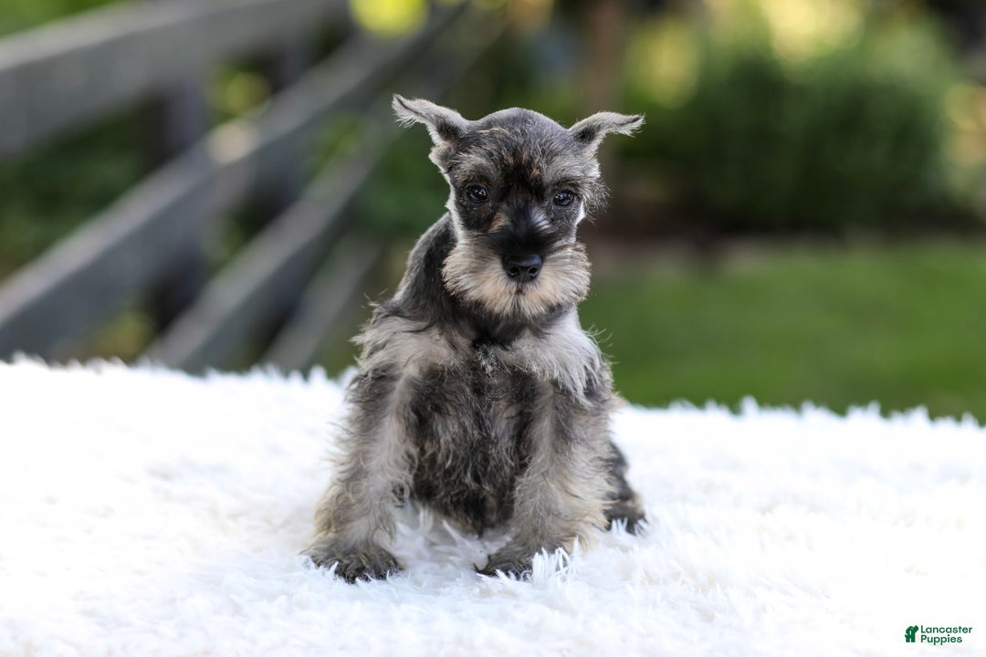 Miniature Schnauzer dogs for sale: Amber - Image 3