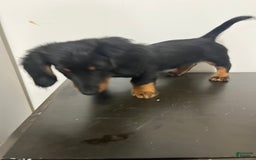 Miniature Dachshund dogs for sale: Nyx - Image 3