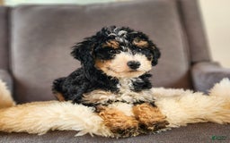 Mini Bernedoodle dogs for sale: Courtney - Image 4
