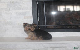 Yorkshire Terrier dogs for sale: Polly - Image 7