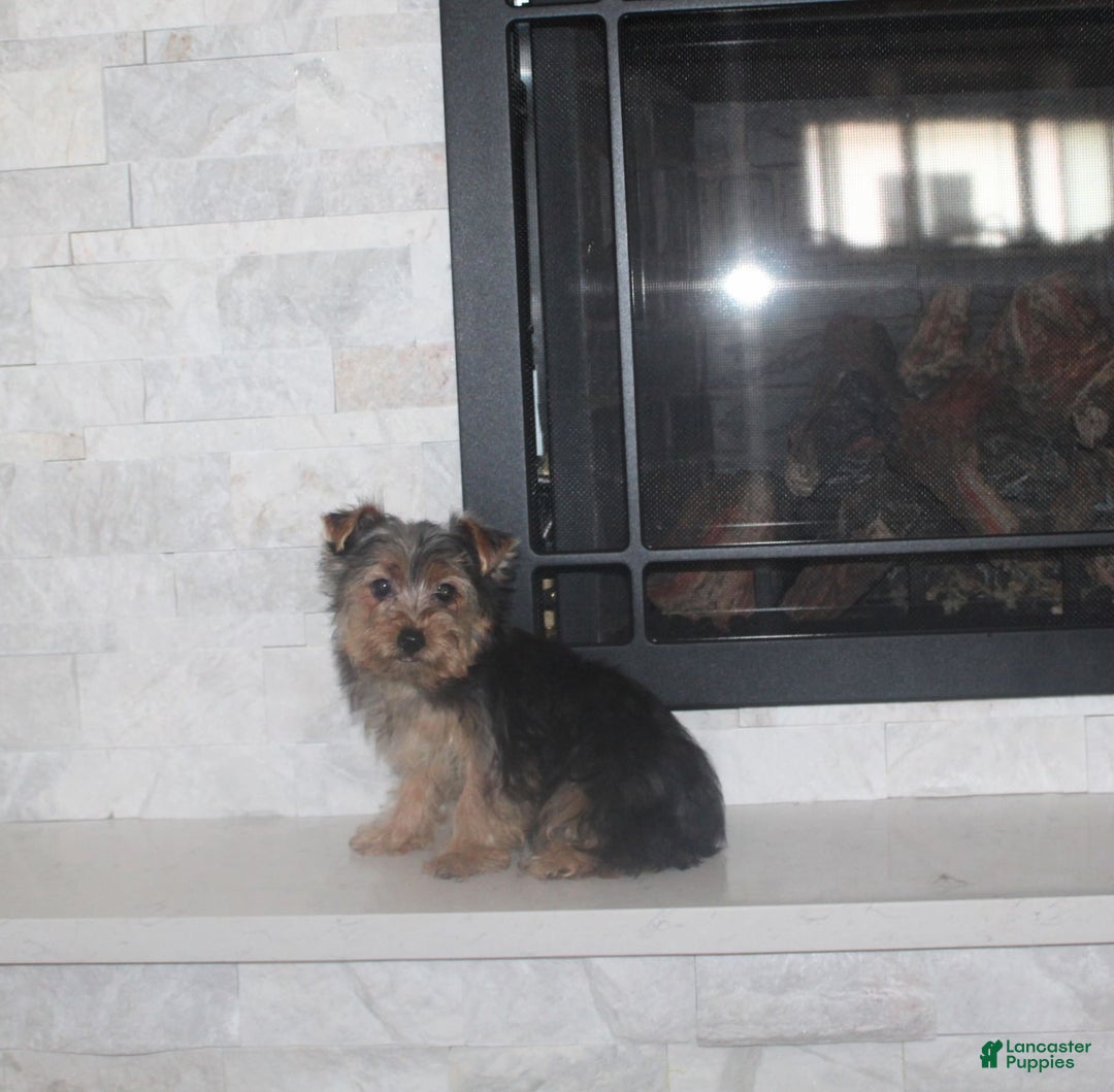 Yorkshire Terrier dogs for sale: Polly - Image 7