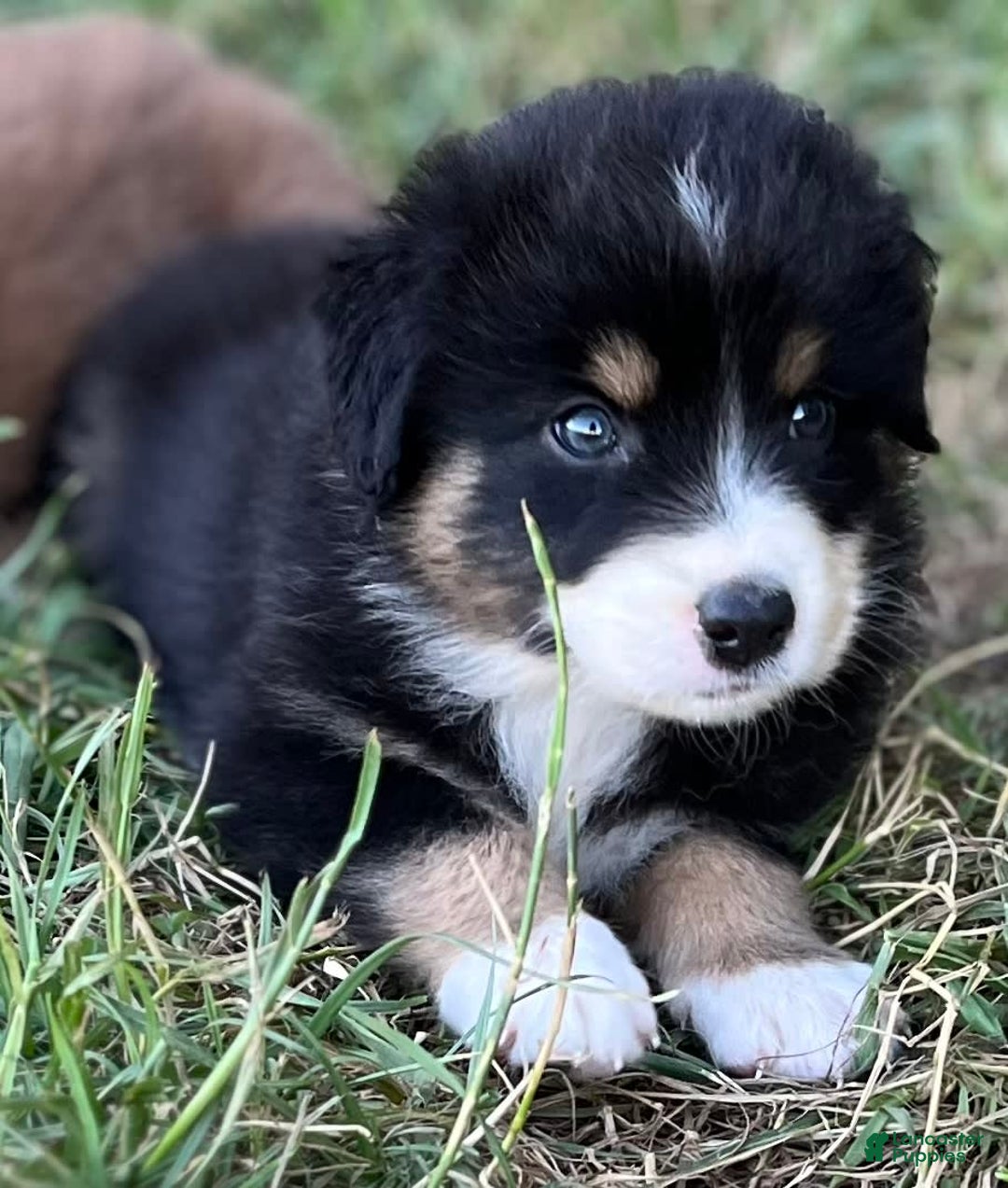 Australian Shepherd dogs for sale: Colin - Image 7