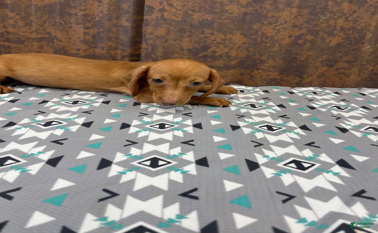 Miniature Dachshund dogs for sale - Ad 5