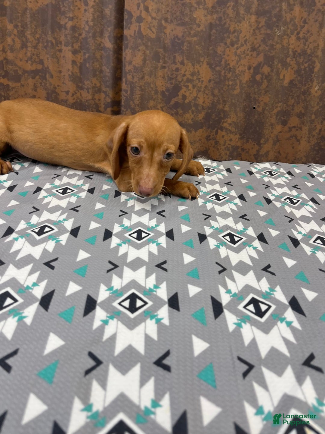 Miniature Dachshund dogs for sale: Charlie - Image 1